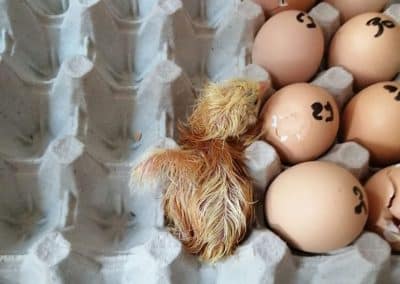 210429-poussins-1-400x284