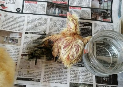 210429-poussins-2-400x284