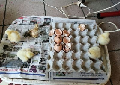 210429-poussins-5-400x284