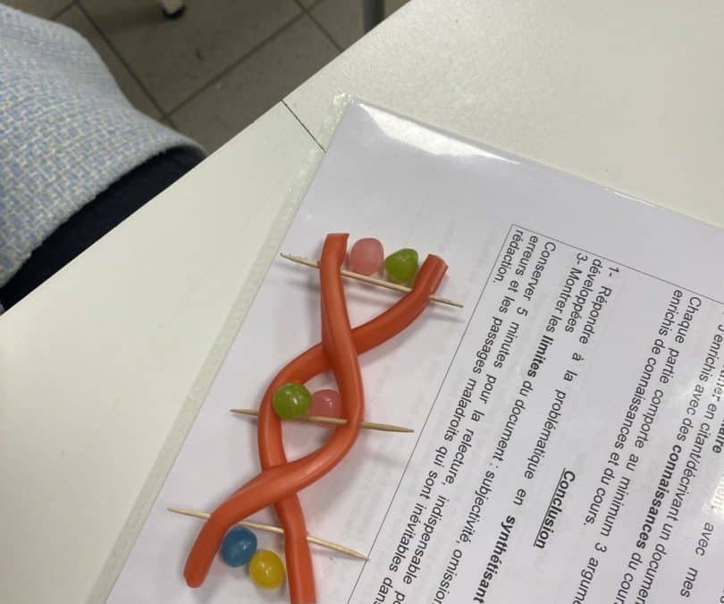 Maquettes d’ADN !