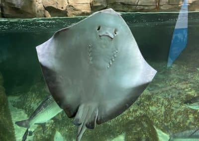 230331-Oceanopolis-2nde-3-5-400x284